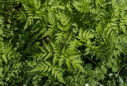 OLYMPUSDIGITALCAMERAP夏季北海道蕨类植物北海道图片