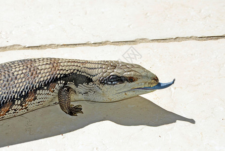 澳大利亚蓝舌蜥蜴伸出舌头图片