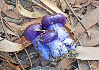 澳大利亚森林底层的紫蘑菇群CortinariusAr图片