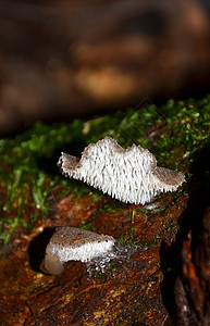 在澳大利亚雨林的一棵树上生长的牙齿果冻真菌图片