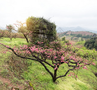 广东省高原县地平线地区PeachB图片