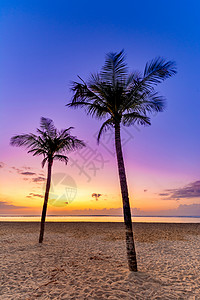 日出时棕榈树在热带岛屿图片