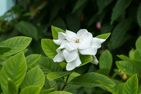 白花或茉莉花角GardeniaJasmin图片