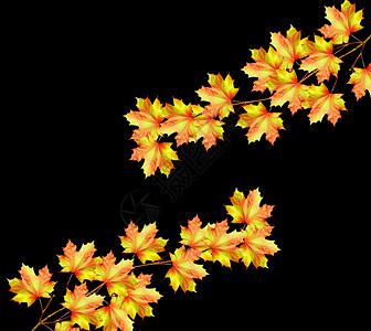 秋天枫叶的枝条在黑色背景下被隔离图片