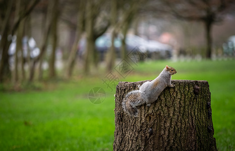 一只灰色松鼠爬树桩的特写图片