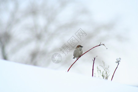 麻雀冬天坐在冰冻的树枝上图片