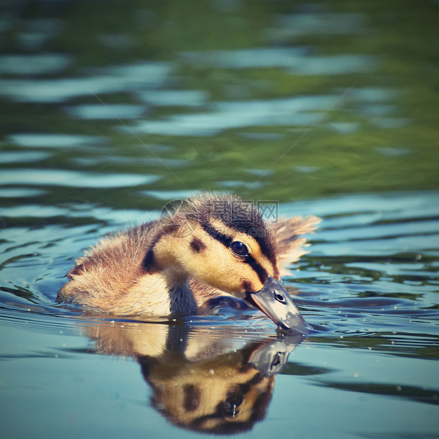 池塘上的小鸭子羽翼未丰的野鸭图片