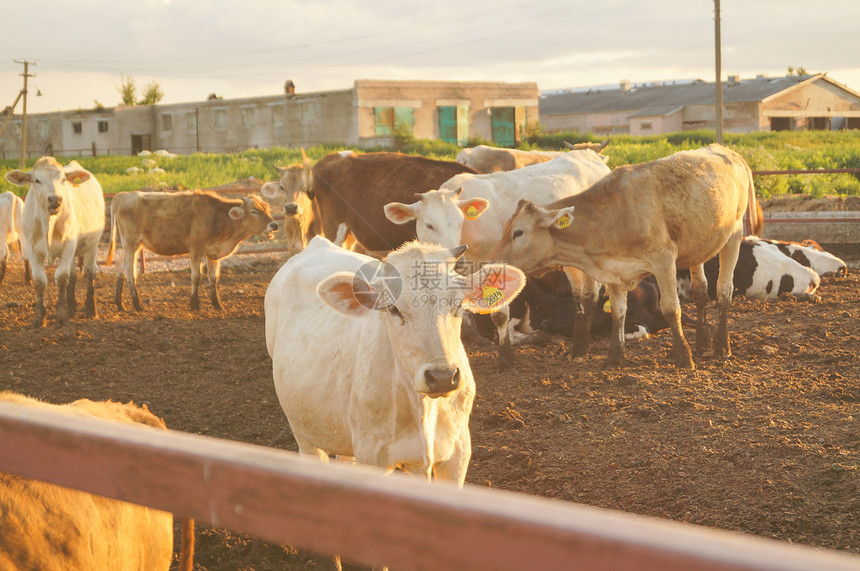 奶牛在农场业的围场吃饲料图片