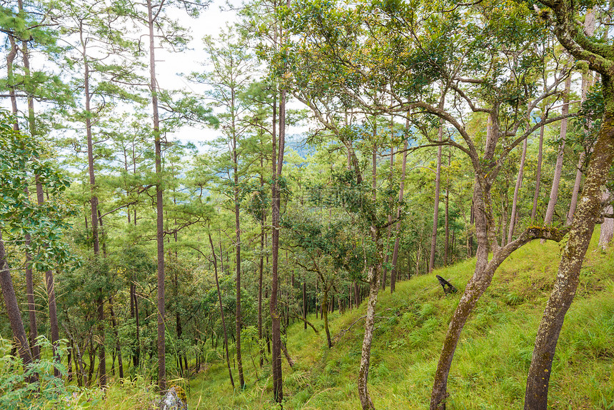 绿色山区和蓝色天空的森林景观图图片
