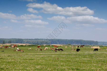 牧场夏季的农场动物图片