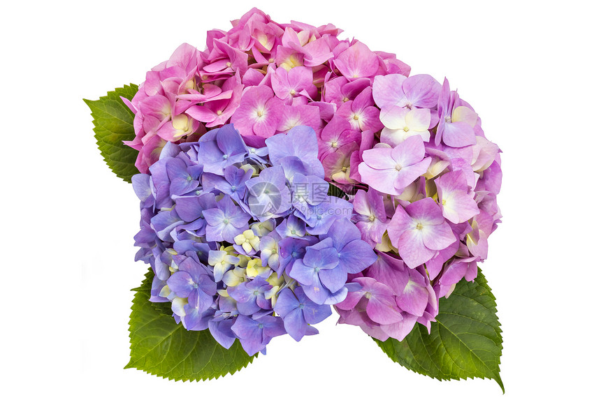 花头HydrangeaMicrophylla的多彩花图片