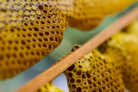 蜂窝细胞特写用蜂蜜图片