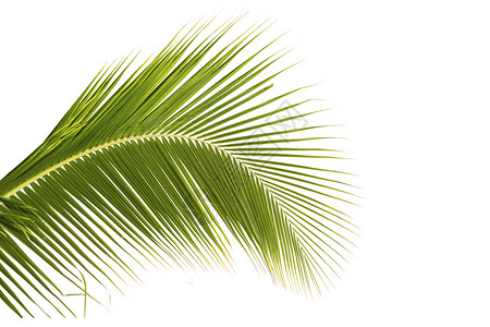 白色背景上的椰子叶图片