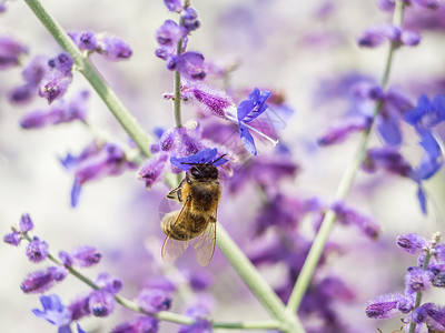 蜜蜂为花园的花朵授粉图片
