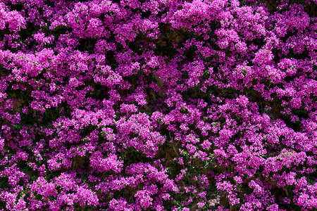 美丽盛开的紫罗兰花墙图片