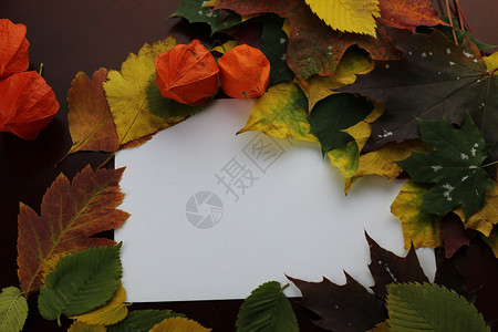 秋叶背景纸图片