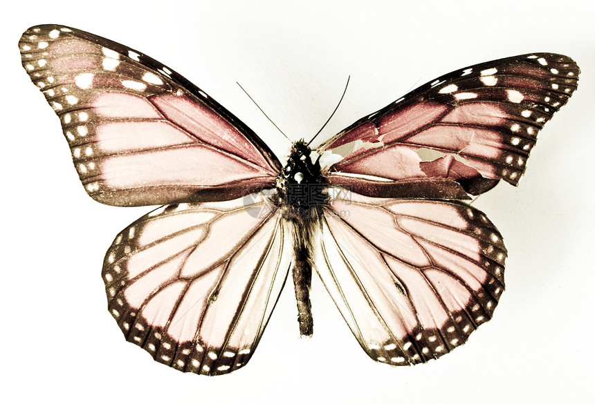 关闭蝴蝶在白色背景上的翅膀图片