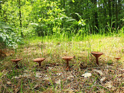 林中成排生长的毒菌不可食用蘑菇图片