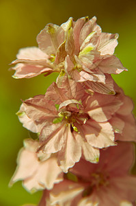 盛开的毛地黄花茎的特写背景图片