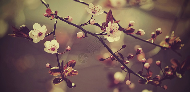 美丽的开花日本樱花樱花在春天的一天图片