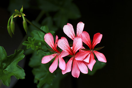 公园里美丽的花图片