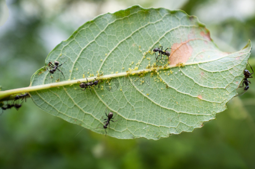 爱蜂蚂蚁保护并照顾它们图片