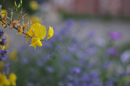 花园里的黄色花朵特写背景模糊图片
