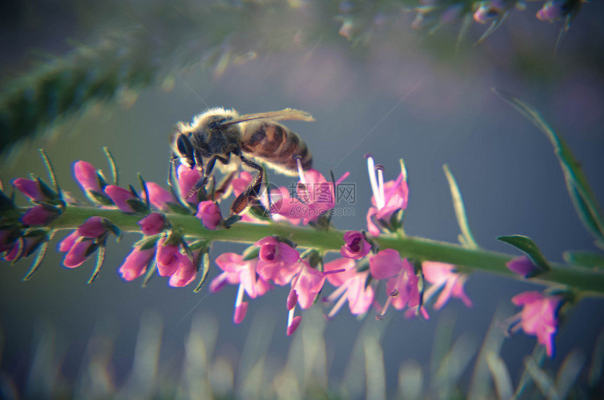 常见的石南花愈伤组织小型蜂蜜森林植物和观赏花图片