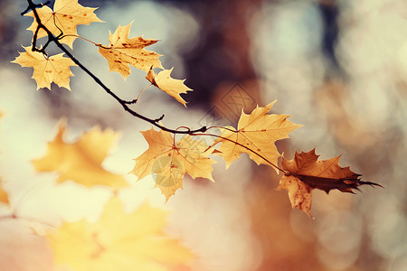 秋天黄叶枫树的枝金色的秋天图片