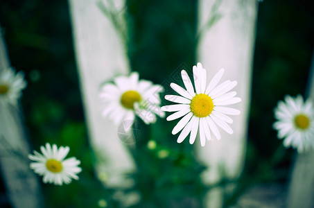 特写美丽的雏菊花在乡村小屋花园的院子里的白色栅栏上绽放自然花卉背图片