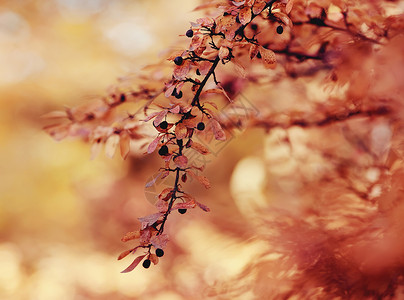 对冲枸子的秋天分支的秋天图片