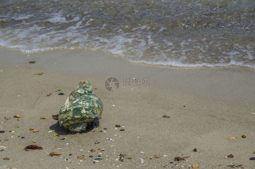 海滩上的大海壳涡图片