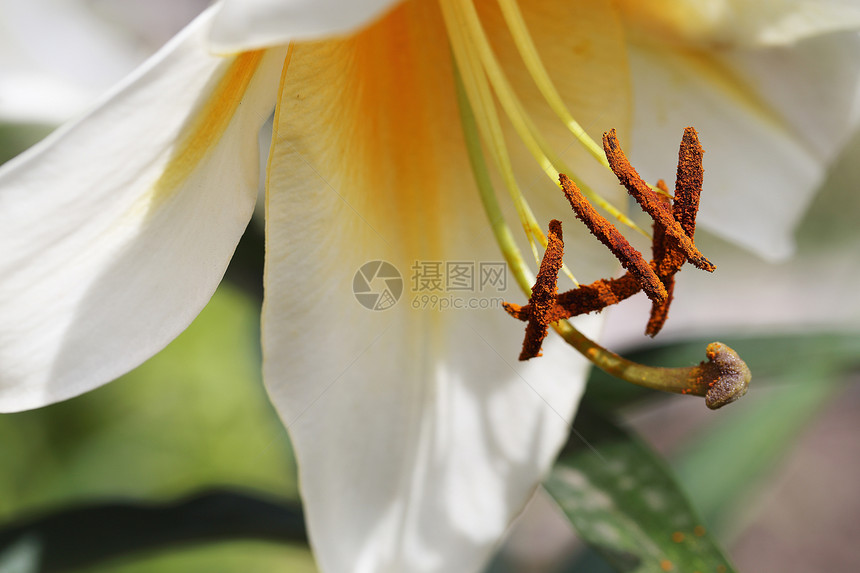 西风兰花该属物种的通用名称包括仙女百合雨花西风百合魔法百合阿塔马斯科百合麦当娜图片