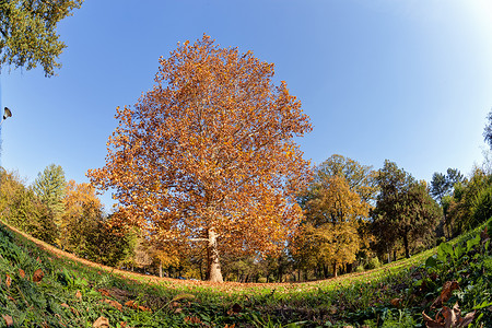 秋天初秋在公园里树图片