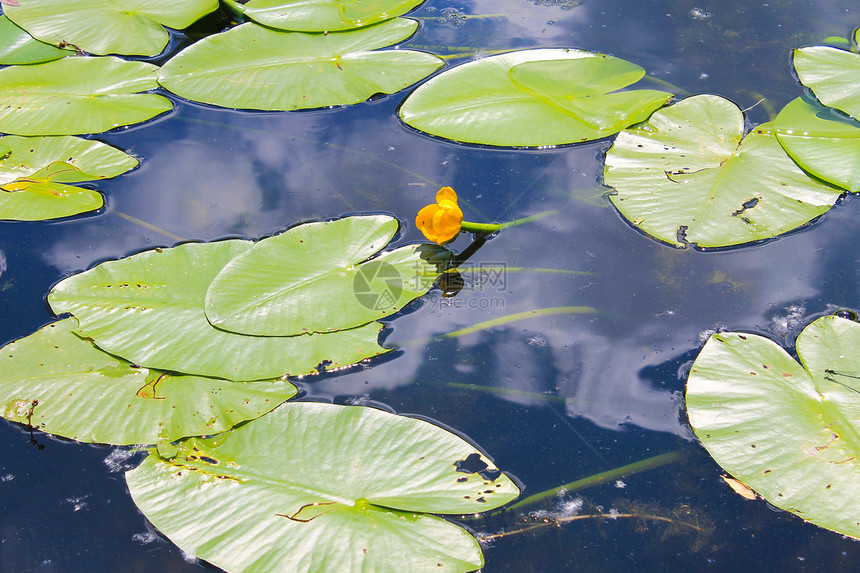 湖中黄色水花Nuphar图片