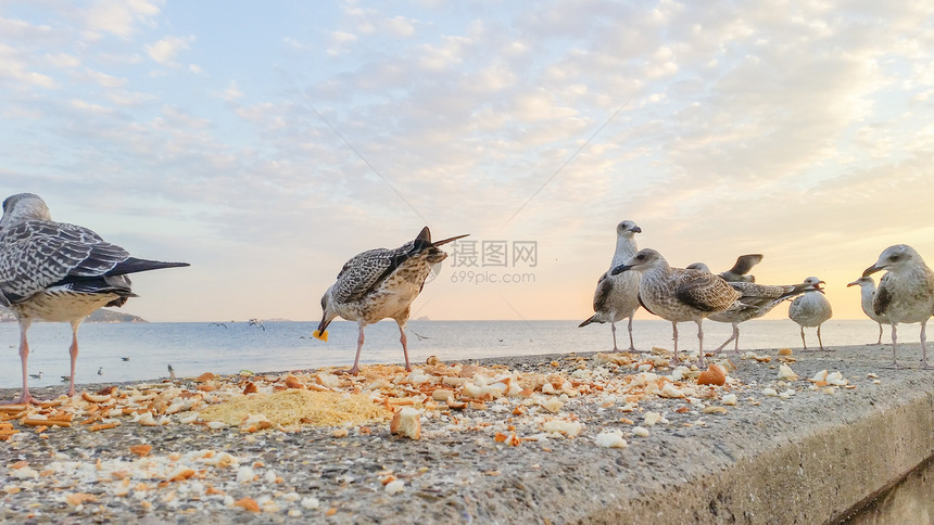 饥饿的海鸥等待食物图片