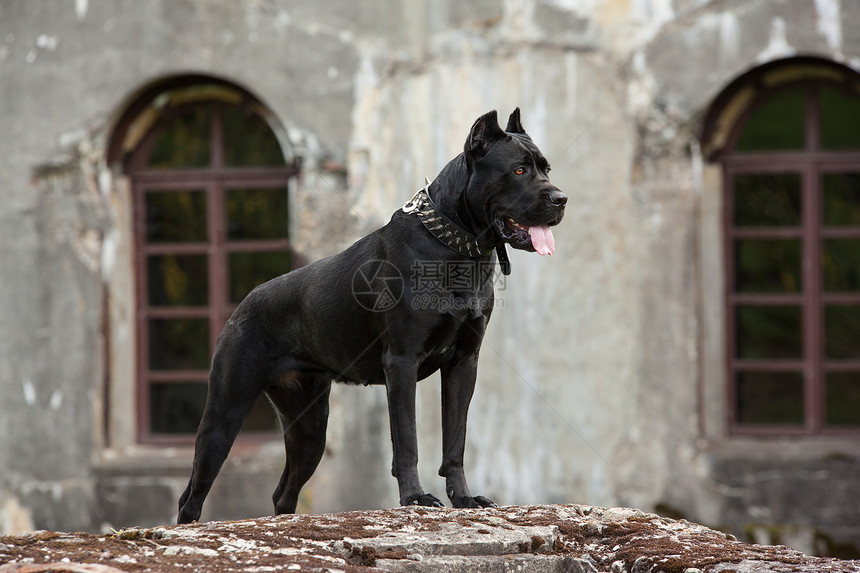 黑狗站在一块石头上在古老建筑和拱窗的背面上养了Cane图片