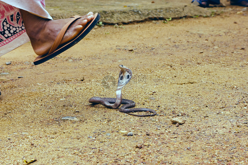 眼镜王蛇Ophiophagus汉娜世界上最长的毒蛇毒蛇准备攻击眼镜蛇蒙面危险的蛇图片