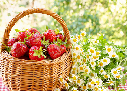 一个大柳条篮里面装着草莓和一束田野甘菊图片