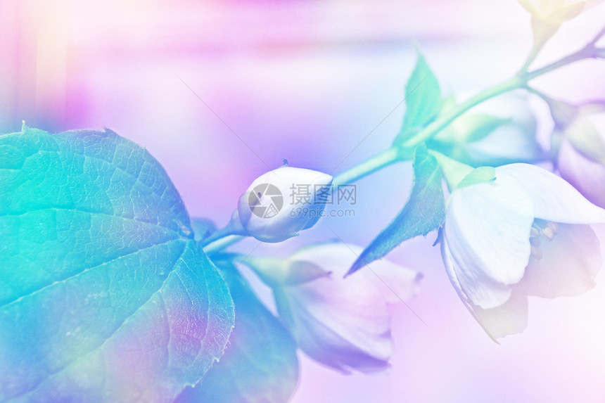 白茉莉枝条娇嫩的春花图片