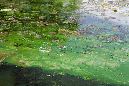 凝滞水面上的绿藻背景