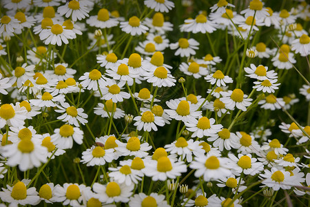 夏季草甸与开花的甘菊背景图片