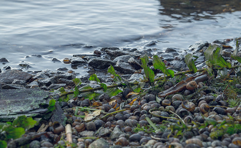 Dnepr河沿岸淡水动植物群河流贝壳和绿海草在水的边缘图片