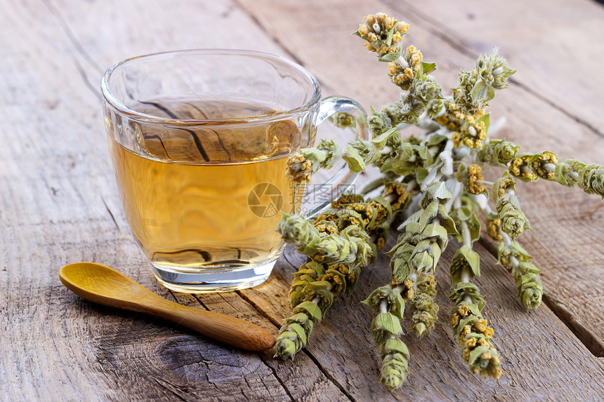 山茶Sideritis草药茶和木本的花图片