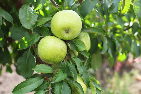 绿色新鲜苹果在苹果树枝上切开Sim图片