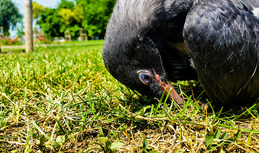 年轻的乌鸦在草地上休息图片