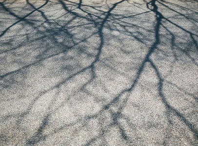 水泥的树枝分支对水泥自然的阴影图片