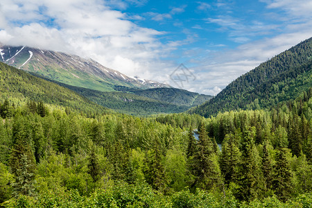 阿拉斯加荒野中的常绿覆盖的山脉图片