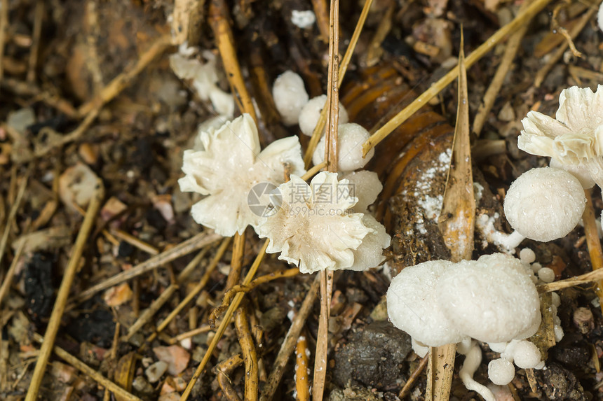 森林中有毒蘑菇TimitomiccesindicusNatar图片
