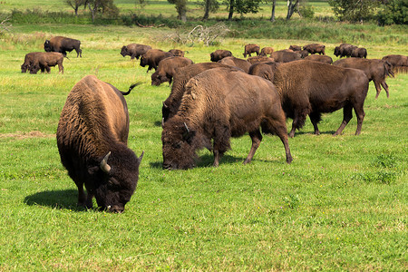 美洲野牛群Bisonbison背景图片